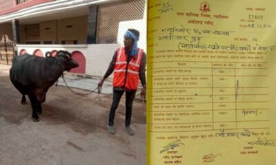 भैंस के गोबर करने पर 9,000 रुपये जुर्माना, नगर निगम की स्वच्छता अभियान में सख्त कार्रवाई